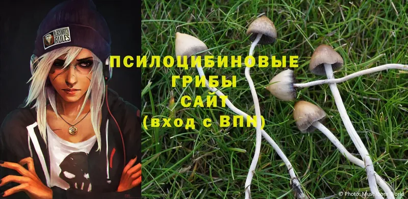 Галлюциногенные грибы Psilocybe Энгельс